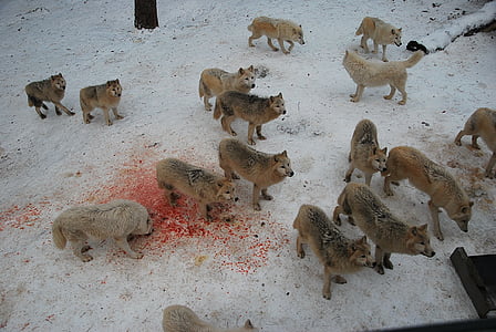 chó sói, sói, hoang dã, động vật hoang dã, động vật ăn thịt, động vật, con thú