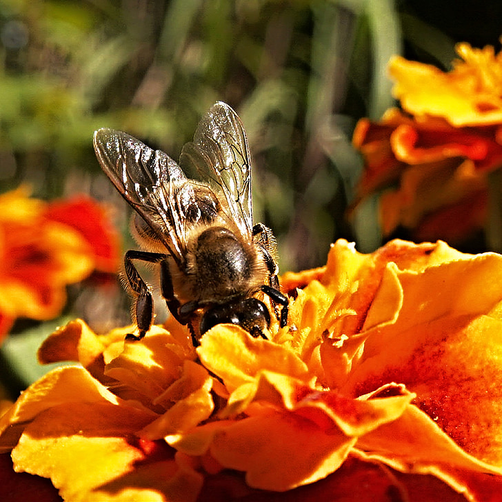 Bee, hmyzu, kvet, Juhoafričan