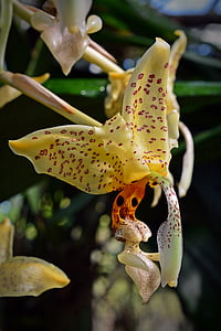 orquídia, flor, flor, flor, tancar, groc, planta
