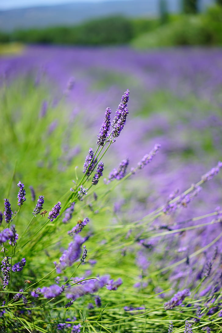 lavender, lavender field, lavender flowers, blue, flowers, purple, dunkellia