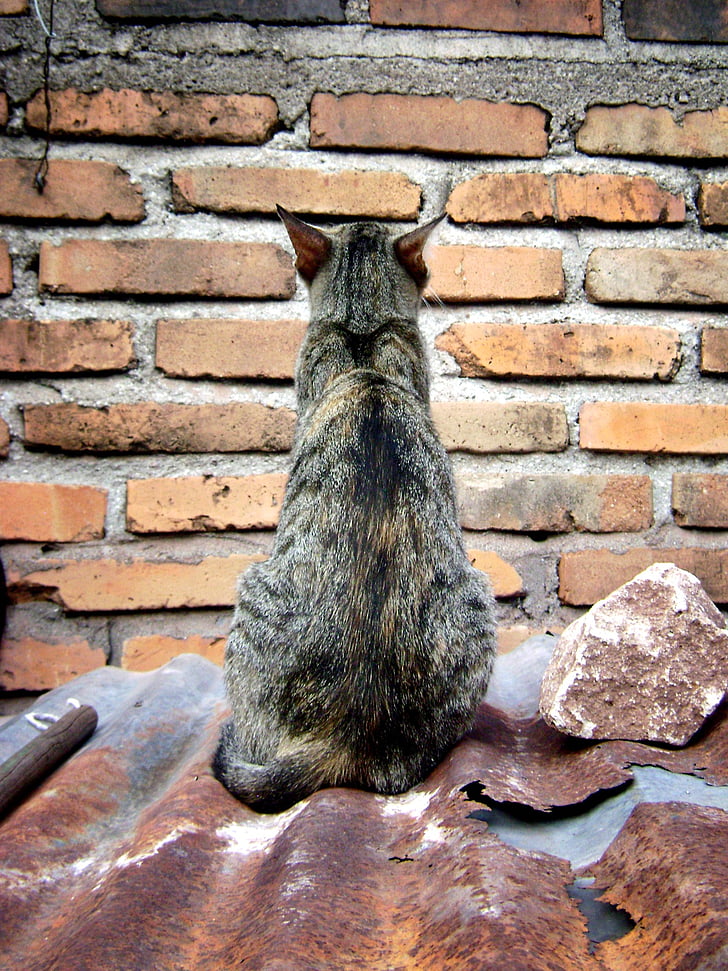 cat, pet, feline, brick