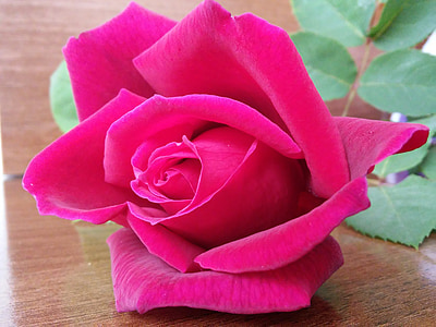 Rosa, xarxa, flor, bellesa