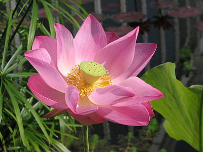 waterlily, lily, flower, lotus, water, nature, blossom
