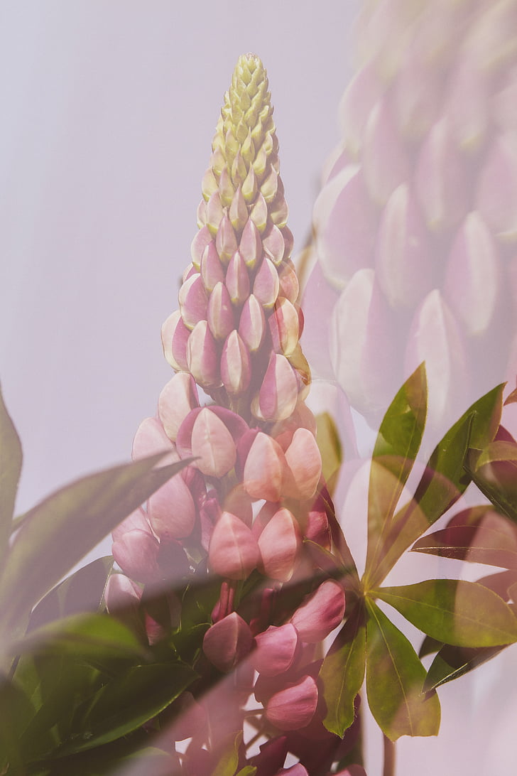 flowers, blossoms impressions, double exposure, art, close, macro, orchid