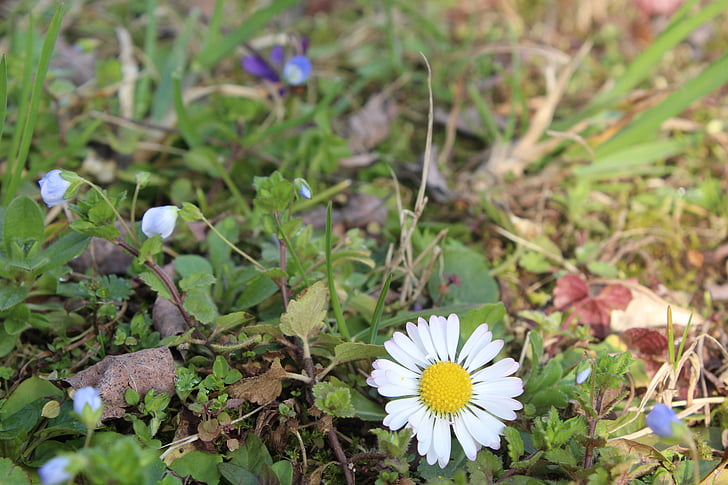 Margaret, floare, iarba, verde, Prato, alb, flori