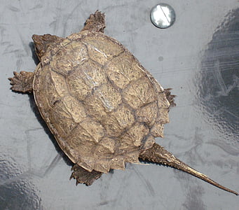 turtle, baby, snapping, shell, reptile, wildlife, nature