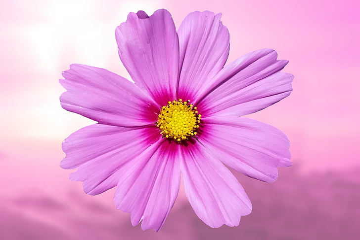 gėlė, violetinė, violetinė, violetinė gėlė, Gamta, gėlių violetinė, pavasarį