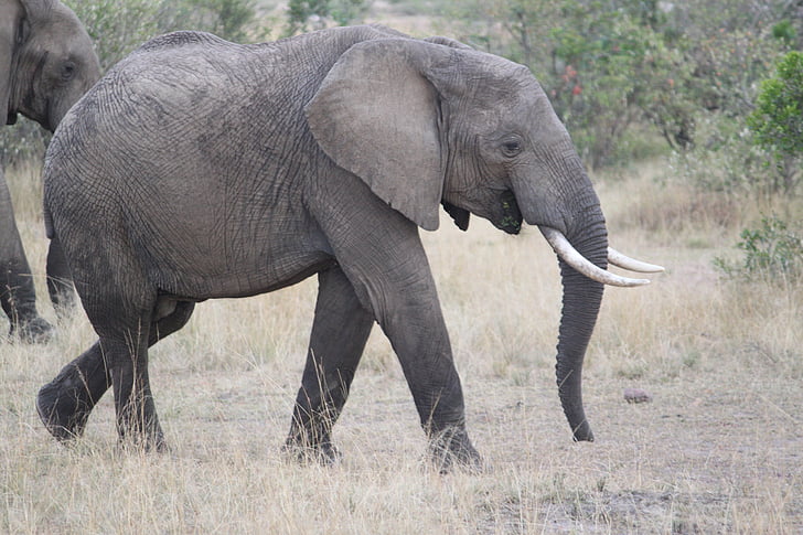 Afrika, Safari, prosto živeče živali, Kenija, Tanzanija, seringeti, slon