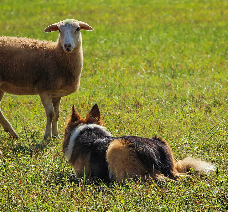 perro pastor, trabajo, de pastoreo, Collie, canino, oveja, Cordero