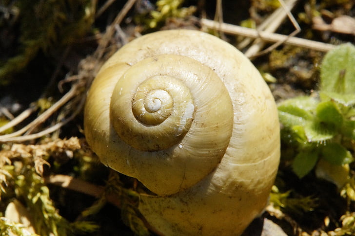 shell, close, snail, leave, empty, nature, snail shell