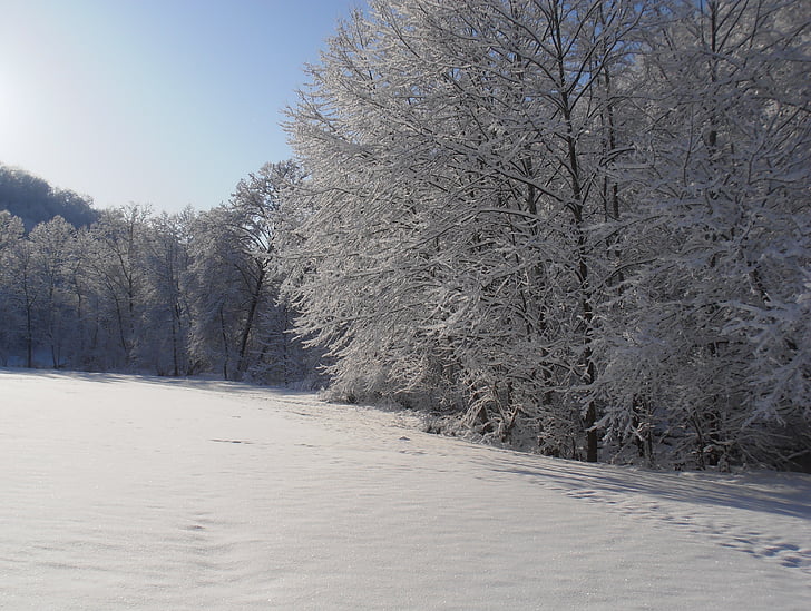 sneg, zjutraj, pozimi, hladno, krajine, zasnežene, dreves
