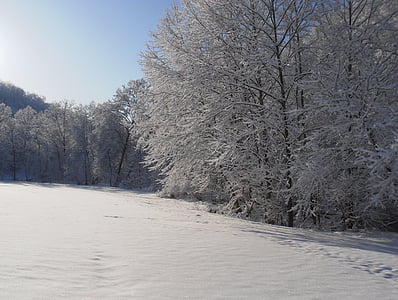 śnieg, rano, zimowe, zimno, krajobraz, pokryte śniegiem, drzewa
