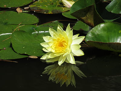 flower, heritage museums, cape cod, yellow, aquatic, water Lily, pond