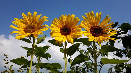 sunflowers, three, next to each other, yellow