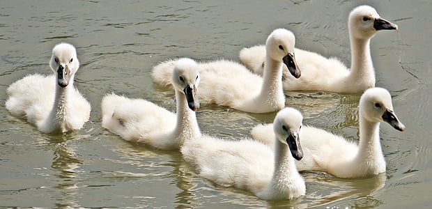 swan, baby swan, baby swans, water, water bird, cute, plumage