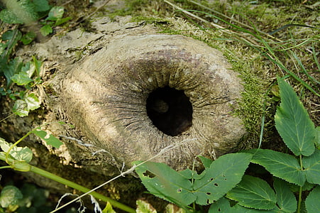 branch, knothole, cave, asthöhle, tree cave, tribe, hole