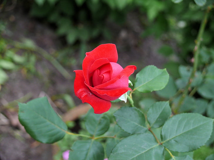 red rose, flowers, rose, flower, bloom, nature, red