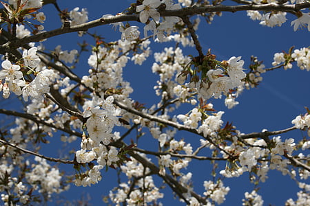 Cherry, Blossom, Bloom, Sky, våren, träd, Cherry blossom