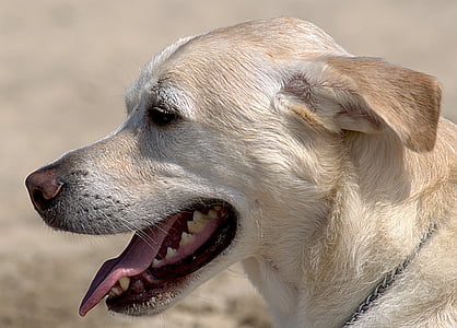 perros, Playa, húmedo, juego, verano, mascota, canino