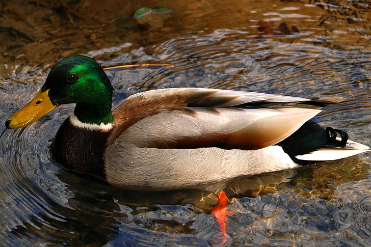 Divlja patka, patka, biljni i životinjski svijet, fotografije, divlje, šuma, Rijeka