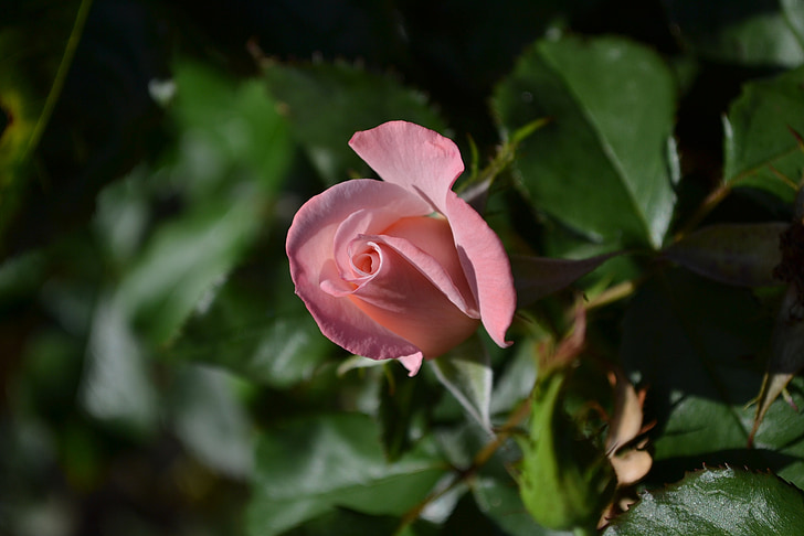 steeg, roze, Maria mackillop rose, Bud, bloem, opening