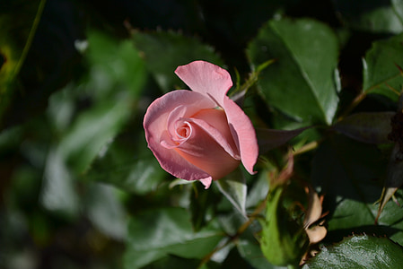 ruže, ružová, Mary mackillop rose, bud, kvet, Otvorenie