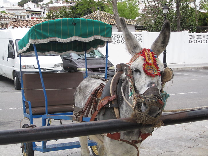 mijas, spain, andalusia, taxi, donkey, transportation, horse