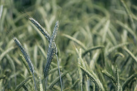 Rudzi, rudzu lauks, graudaugi, graudu, pārtika, lauks, kukurūzas laukā