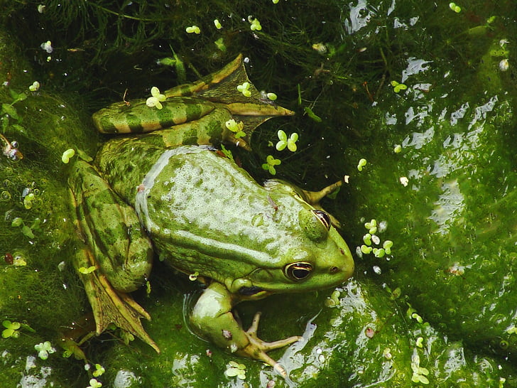 amphibian, animal, close-up, frog, green, nature, water