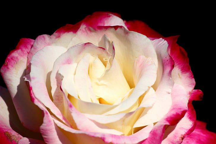 rosa de Isparta, rojo y blanco, inocente