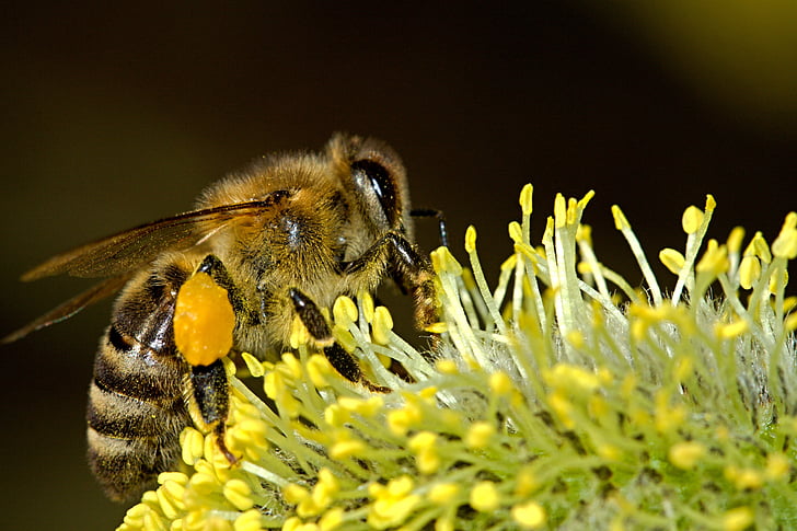 bees, pollination, insect, macro, work, pollen, honey