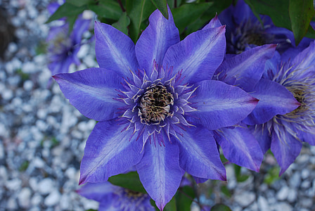 Clematis, Lizenzgebühren, Blume, Blau, schöne, Leder-Blume, blaue Blütenblätter