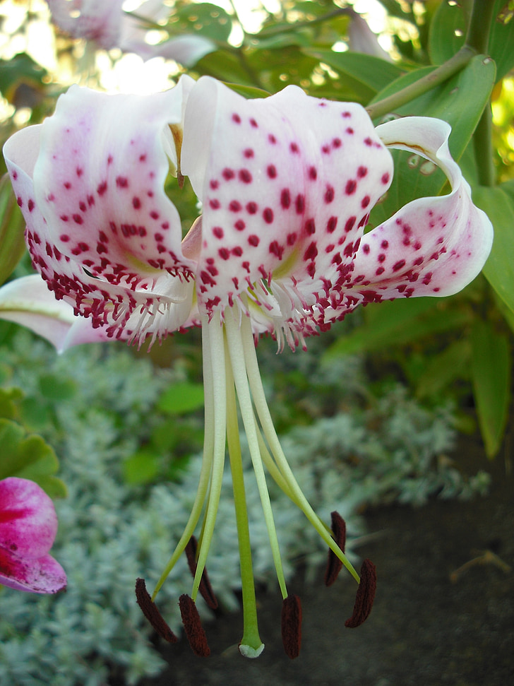 Iris, trädgård, blomma