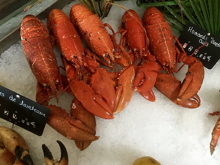 Lobster, hewan laut, Makanan, hewan, Frisch, gourmet, fischhandel