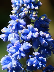 Υάκινθος, Muscari armeniacum, άνθος, άνθιση, λουλούδι, μπλε, καλλωπιστικό φυτό