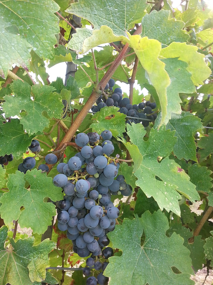 grapes, wine, winegrowing, wine harvest, vintage, plant, blue