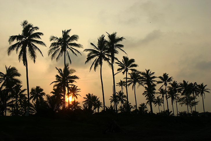 palmy, Veracruz, zachód słońca, Zmierzch, drzewa