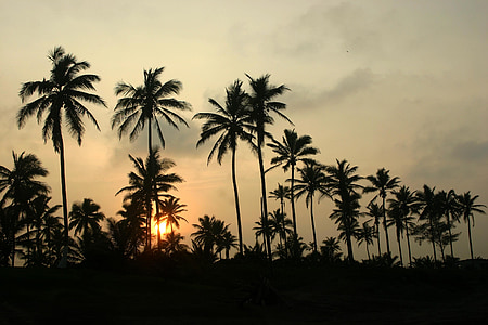 Palms, Veracruz, Sonnenuntergang, Twilight, Bäume