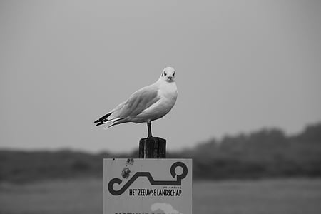 seagull, sea, zeeland, beach, bird, water, coast