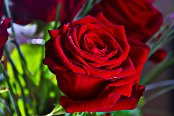 Rose, rdeča, zrcaljenje, cvet, cvet, cvet, roza