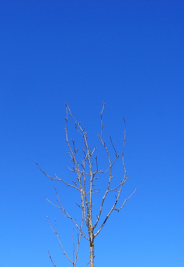 arbre, branca, cel d'hivern, cel, blau