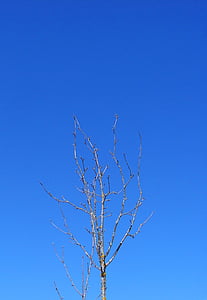 koks, filiāle, ziemas debesis, debesis, zila