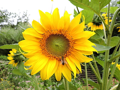 sun flower, yellow, bee, close, plant, nature, summer