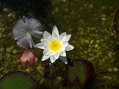vijver, water lily, Blossom, Bloom, water, natuur