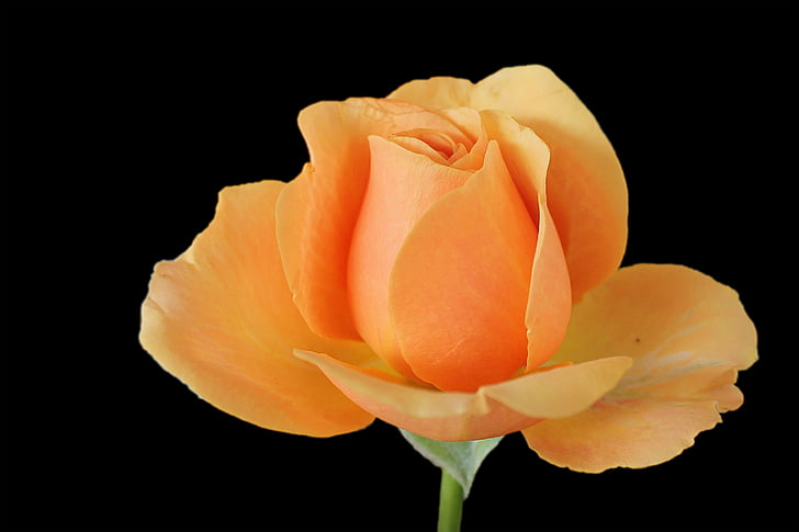 rose, blossom, bloom, garden roses, pastelfaren, orange, nature