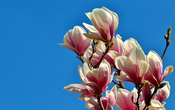 Magnolia, kevadel, lilled, puu, täielikult õitega, loodus, lill
