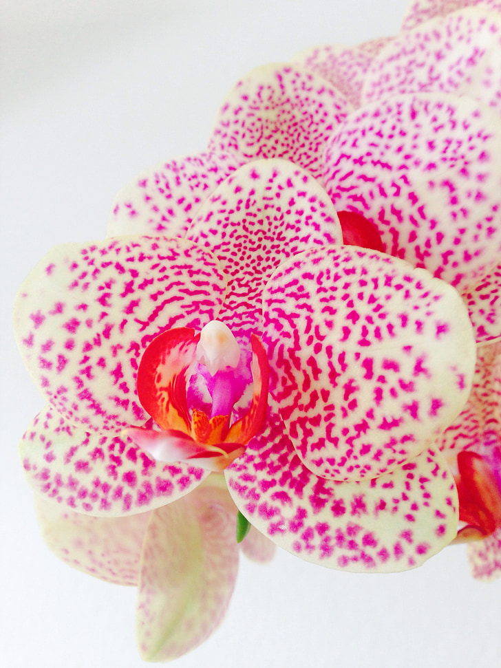 orchidėja, gėlė, rožinė