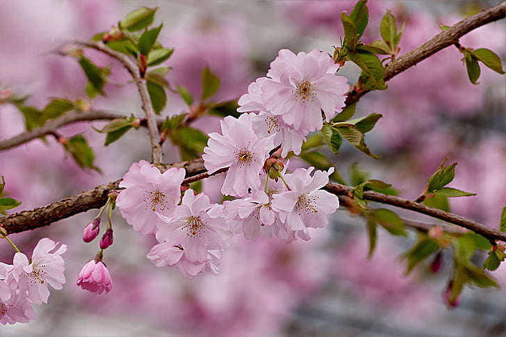 Cerisier japonais, Rose, arbre, Prunus serrulata, printemps, fleur, Blossom