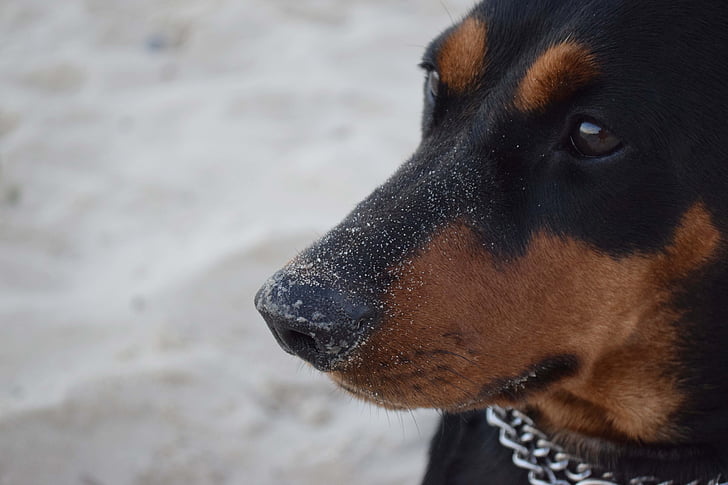 cão, pinscher alemão, Pinscher, focinho, plano de parentes, praia, animal