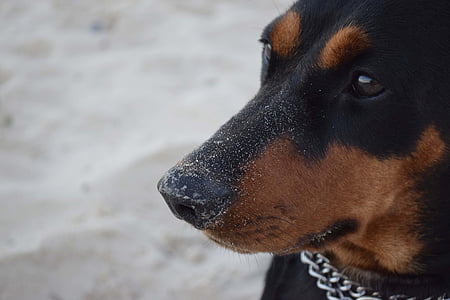 hund, tysk pinscher, Pinscher, snude, slægtninge plan, Beach, dyr